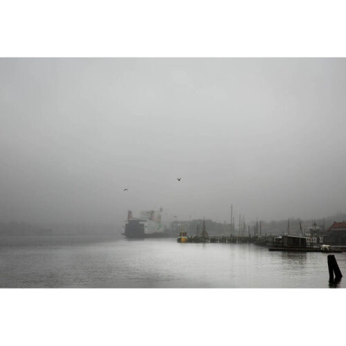 Majnabbe och isbjörn i dimma