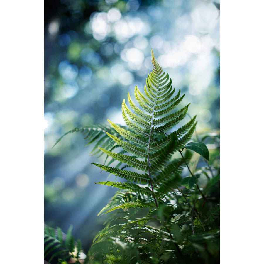 Konstfoto Lena Öritsland